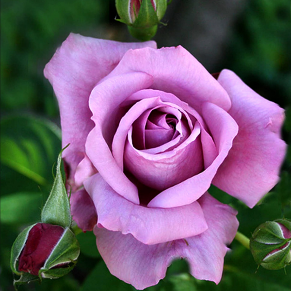 Основное изображение товара