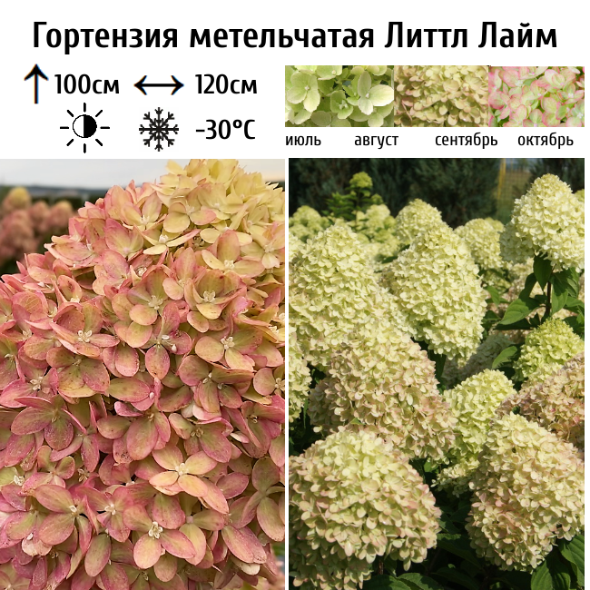 Основное изображение товара