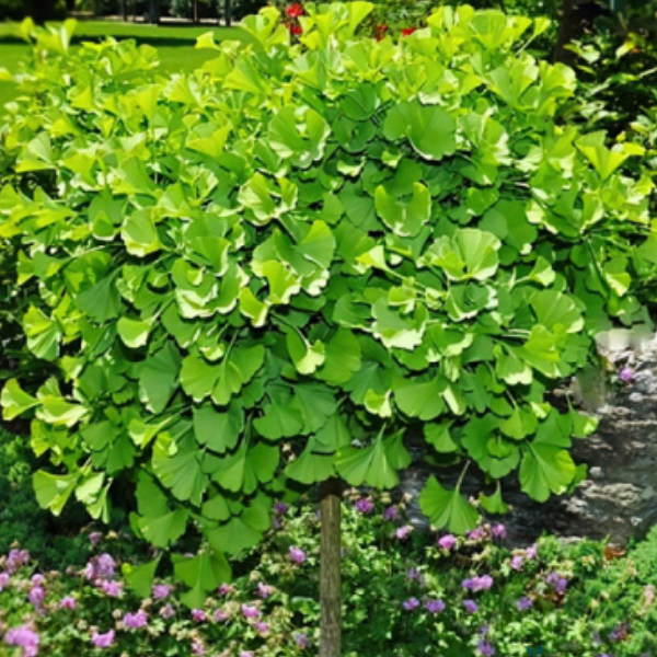 Гинкго билоба - Ginkgo biloba