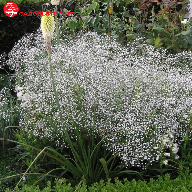 Основное изображение товара