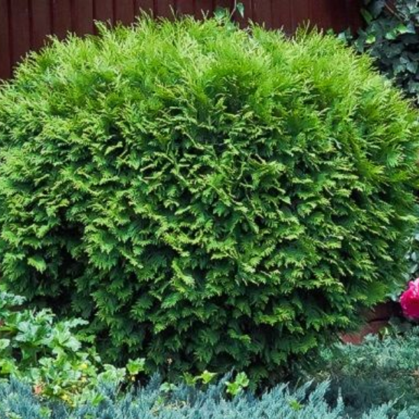 Туя западная 