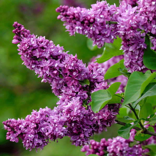 Основное изображение товара