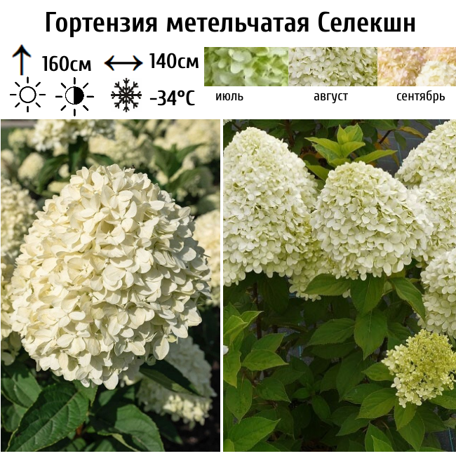 Гортензия метельчатая Селекшн