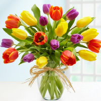 22 сорта тюльпанов к 8 марта