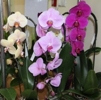 Новое поступление горшечных растений