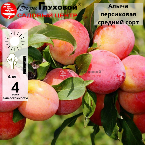 Основное изображение товара