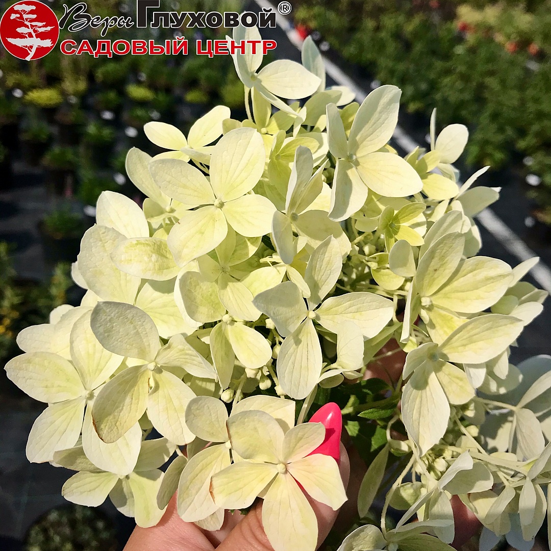 Гортензии: сезон 2020 Гортензии: сезон 2020