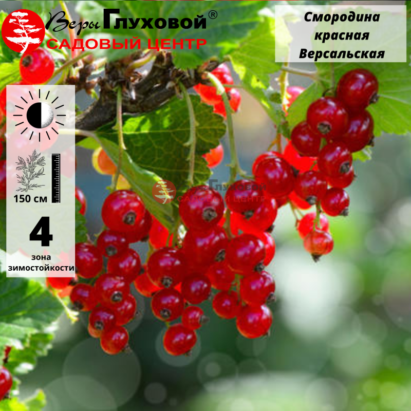 Смородина красная Версальская