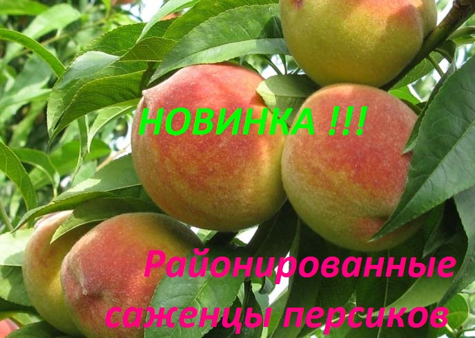 саженцы персиков саженцы персиков