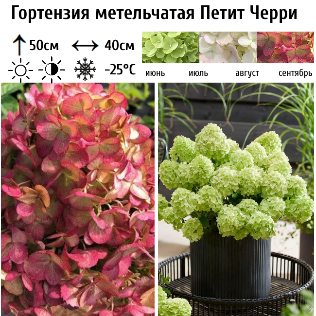 Гортензия метельчатая Петит Черри