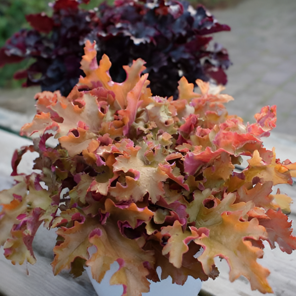 Основное изображение товара