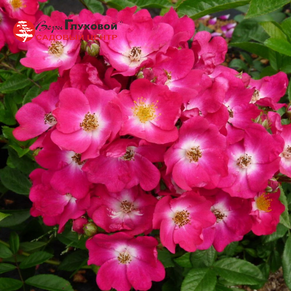 Основное изображение товара