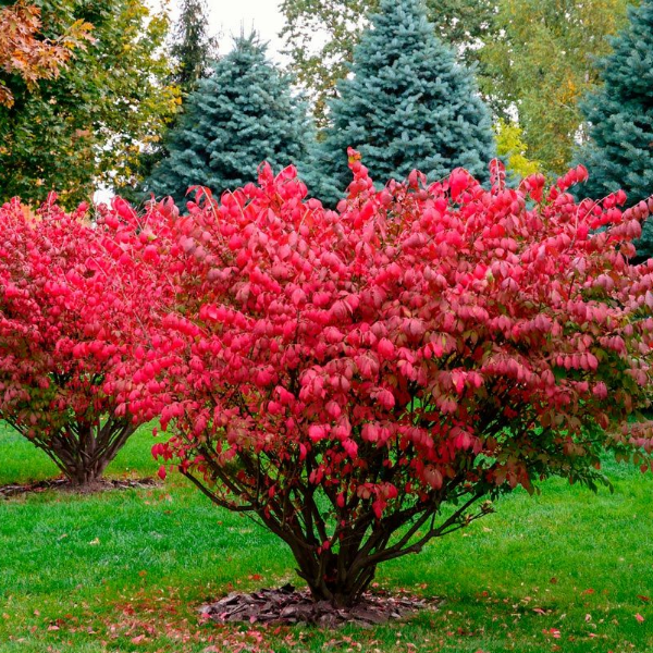 Бересклет крылатый - Euonymus alatus