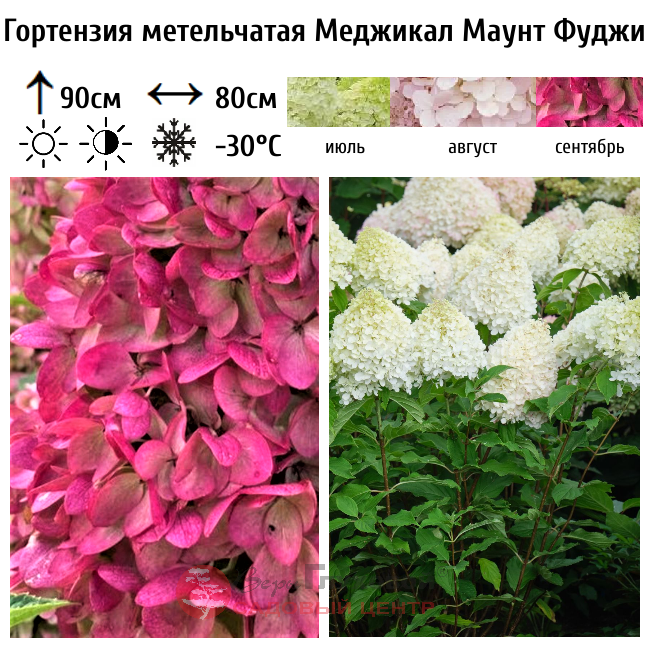 Гортензия метельчатая Меджикал Маунт Фуджи