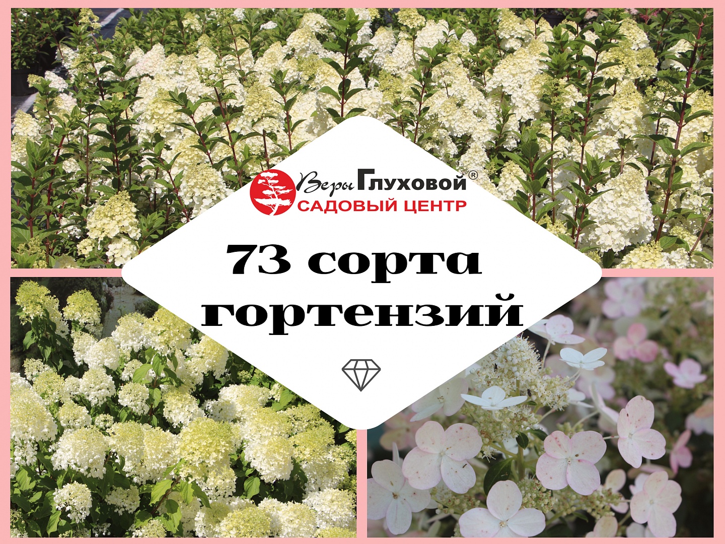 73 сорта гортензий 73 сорта гортензий