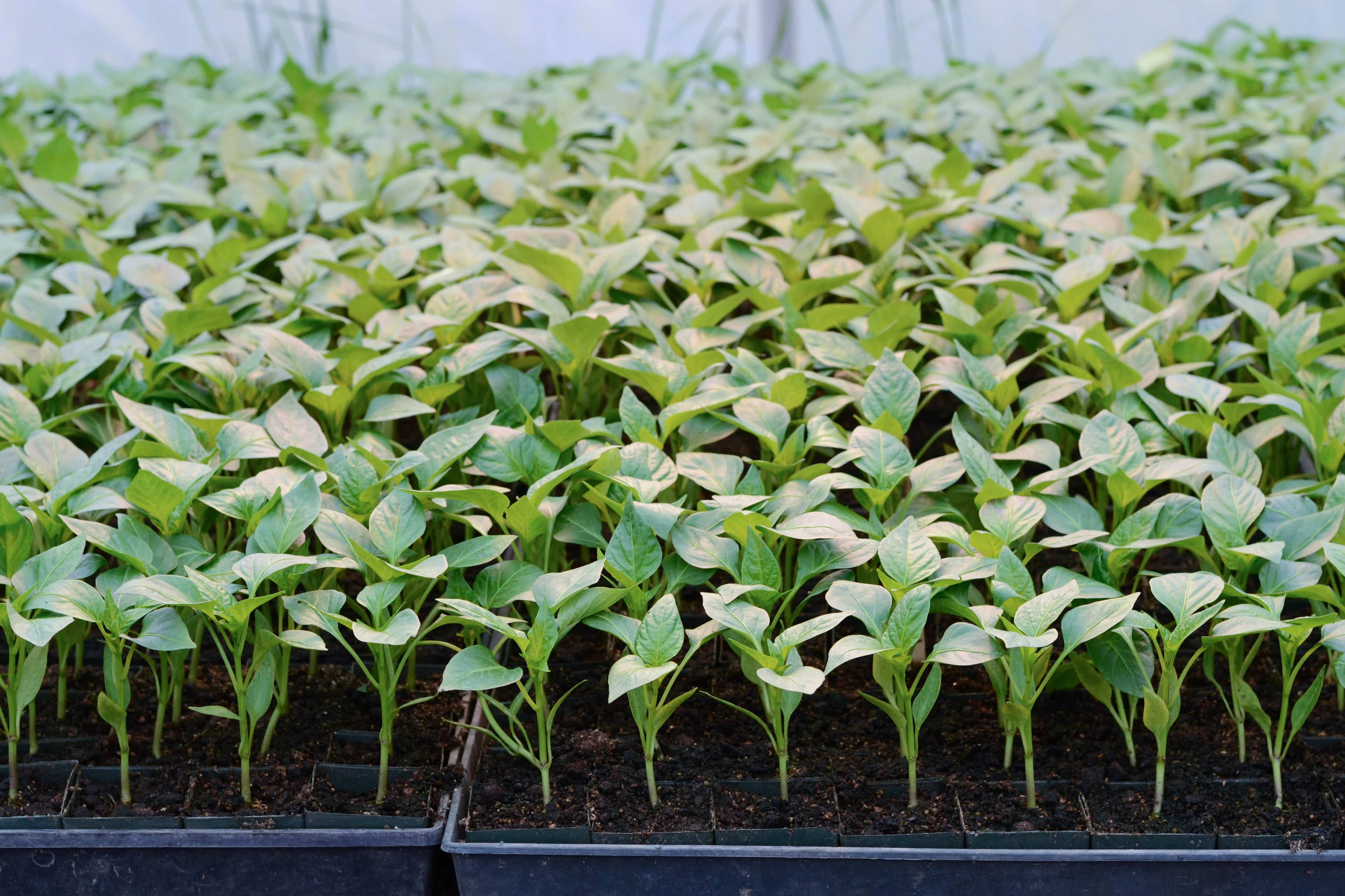 Рассада овощей и душистых трав Рассада овощей и душистых трав