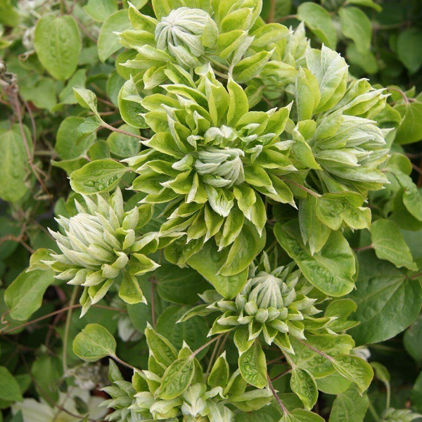 Клематис Грин Пассион 