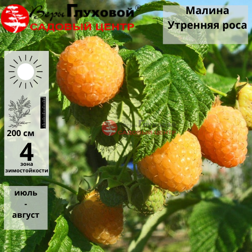 Основное изображение товара