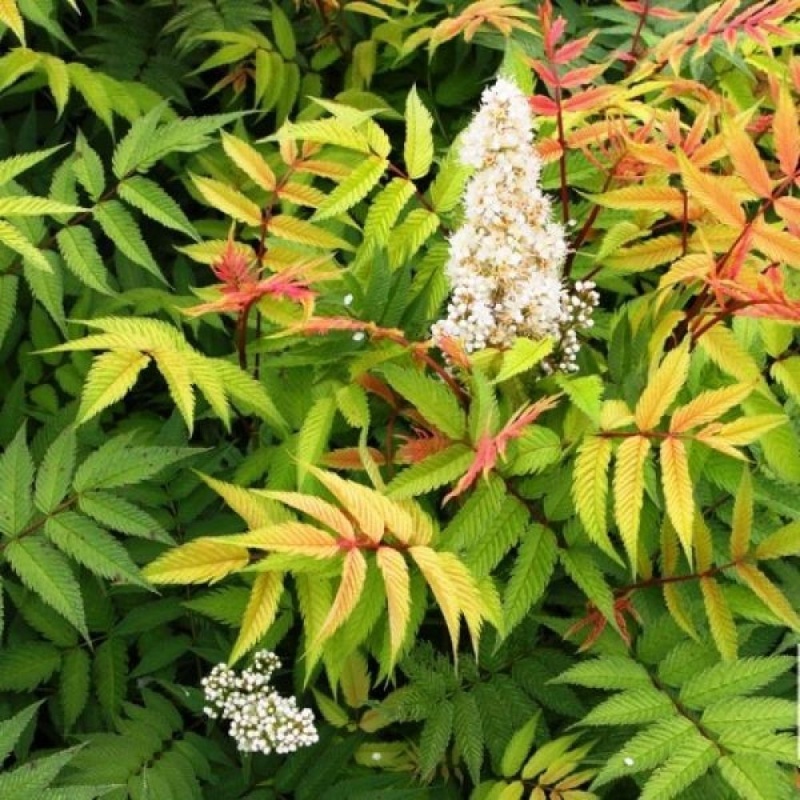 Основное изображение товара