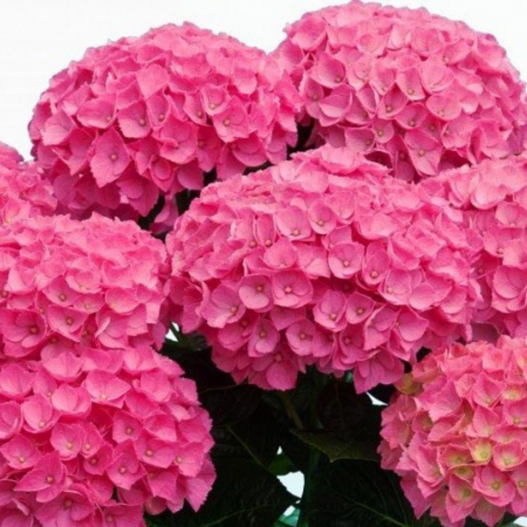 анда.png анда.png