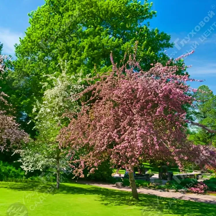 Яблоневое дерево