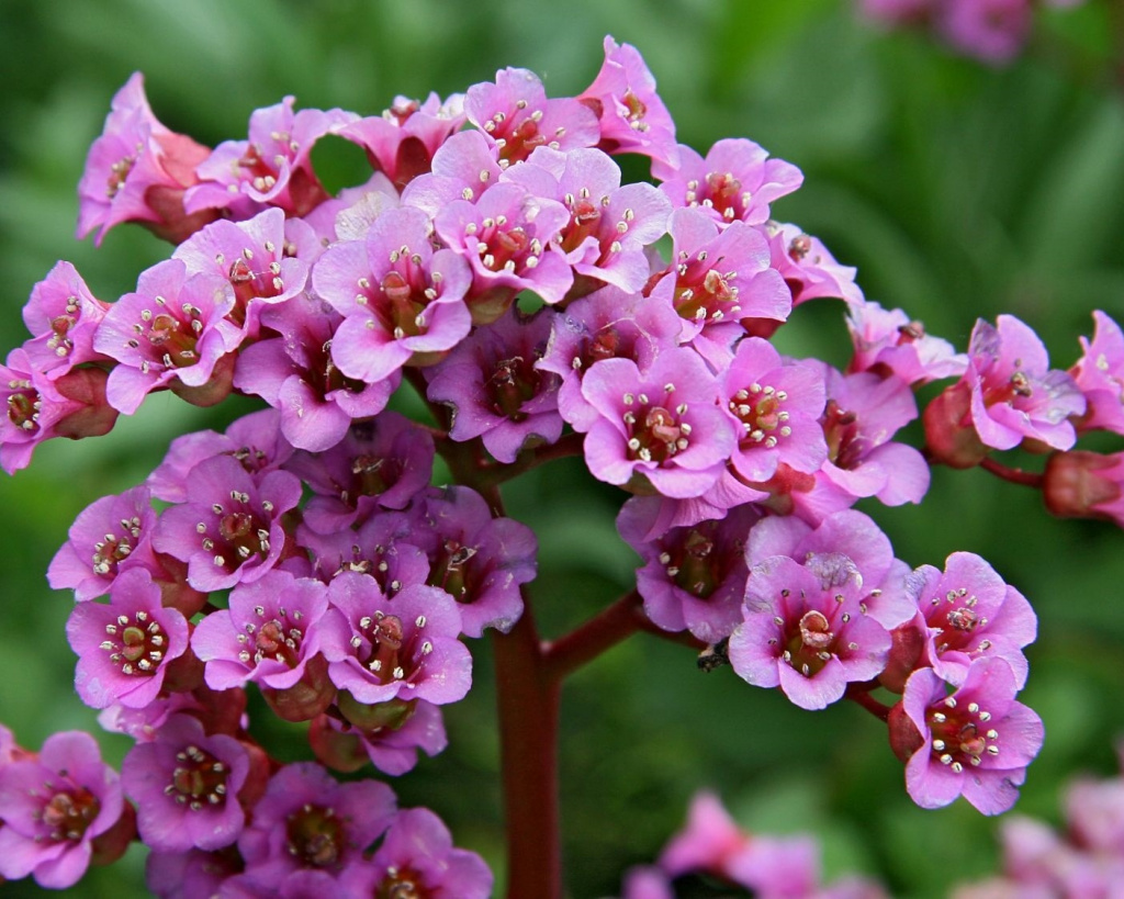 бадан.jpg бадан.jpg