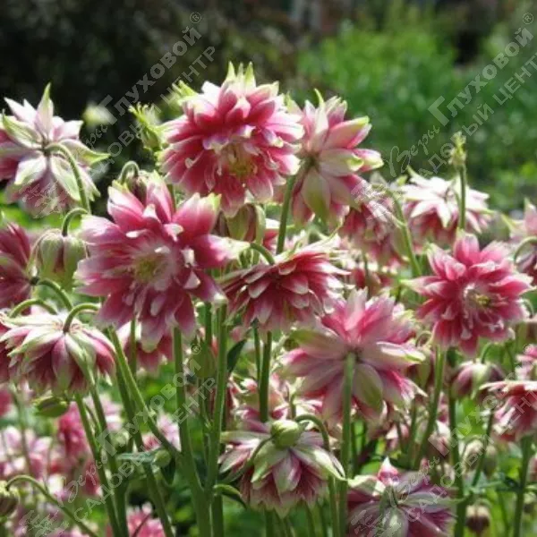 Аквилегия Аквилегия