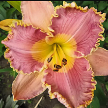 Основное изображение товара