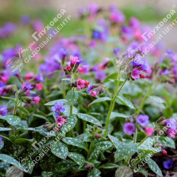 Медуница гибридная "Смоки Блю" на фото