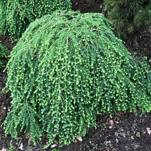 Основное изображение товара