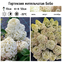 Основное изображение товара