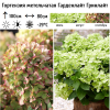 Гортензия метельчатая (Hydrangea paniculata) Гарденлайт Гринлайт С2 СП/26