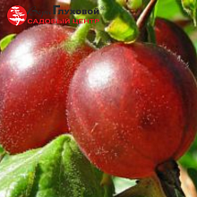 Рисунок 99.jpg