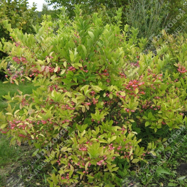 Бересклет европейский  на фото