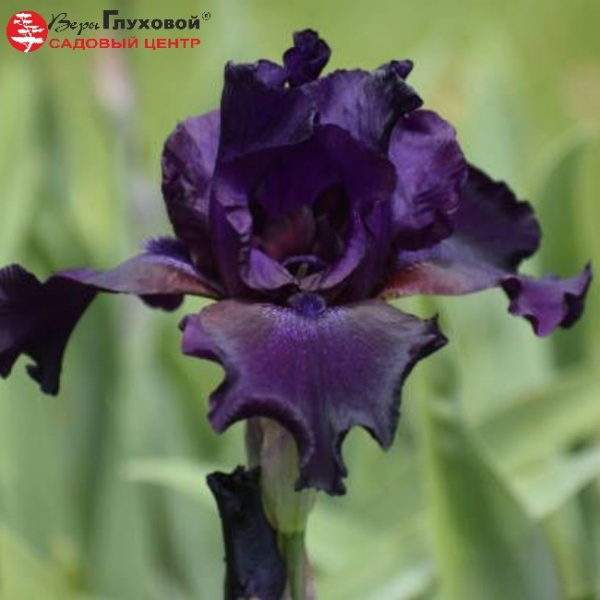 Основное изображение товара