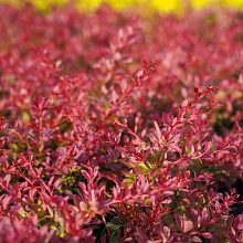 Основное изображение товара