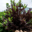 Черемуха виргинская 