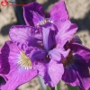 Ирис сибирский (Iris sibirica) Сибирика Си Я Лейтер С3 ГлХ/23