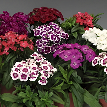 Основное изображение товара