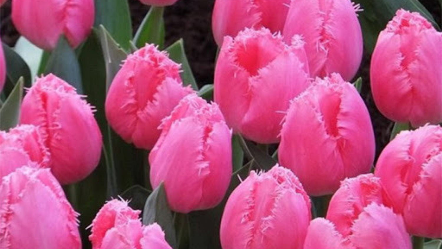 Пришла первая партия луковиц тюльпанов