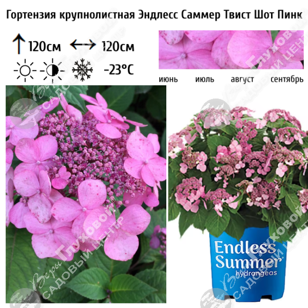 Гортензия крупнолистная "Эндлесс Саммер Твист Шот Пинк" на фото
