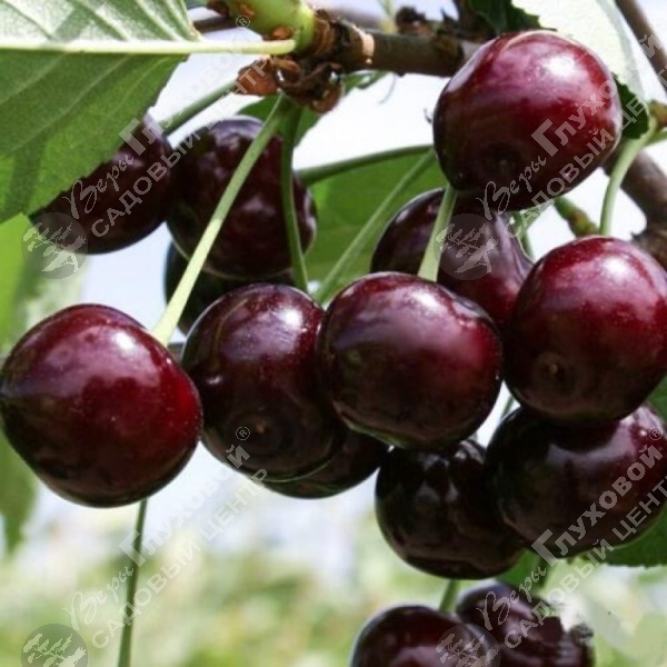 Вишня "Владимирская" на фото