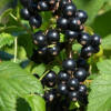 Смородина черная Загадка (ранний сорт) С3