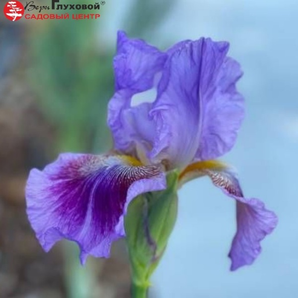 Основное изображение товара