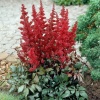 Астильба Арендса (Astilbe arendsii) Фанал С2 ГлХ/26