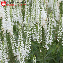 Основное изображение товара