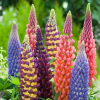 Люпин (Lupinus) Гибриды Рассела С2 ГлХ/26