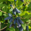 Жимолость "Чулымская" на фото