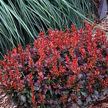 Основное изображение товара