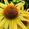 Эхинацея пурпурная (Echinacea purpurea) Эксцентрик Еллоу С3 ГлХ/26